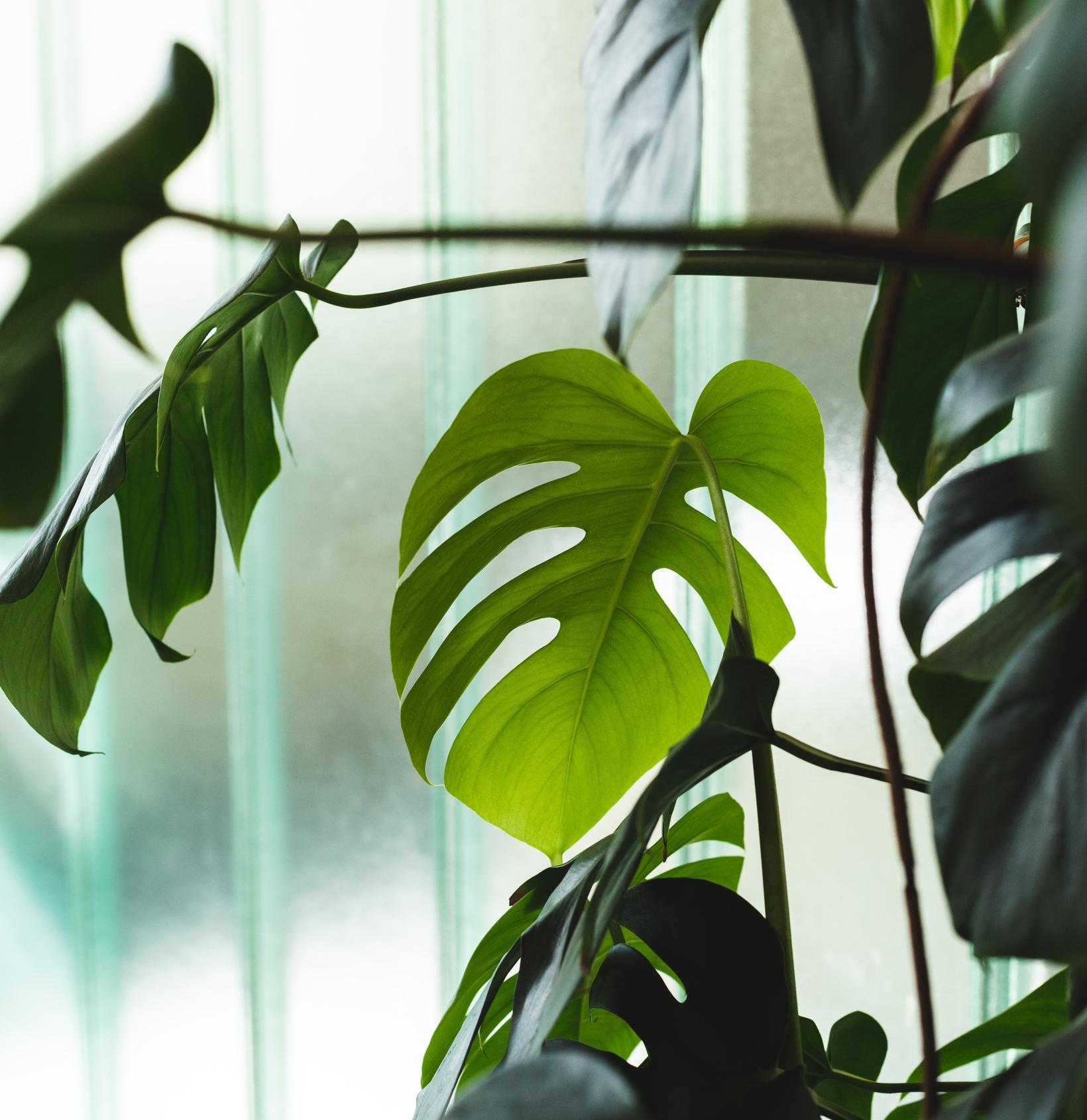 Bild von Lorem ipsum dolor sit amet