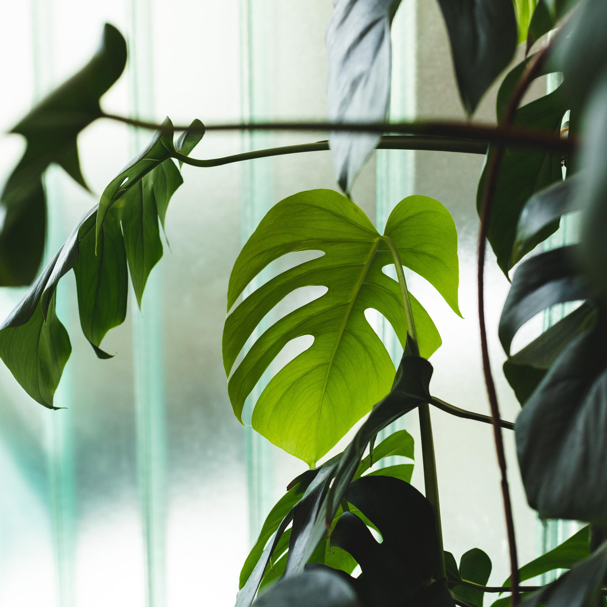 Bild von Lorem Ipsum Dolor Sit
