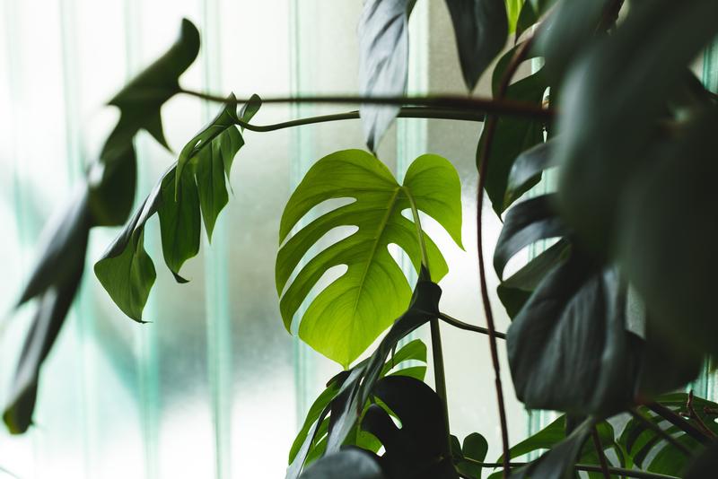 Bild von Lorem ipsum dolor sit amet